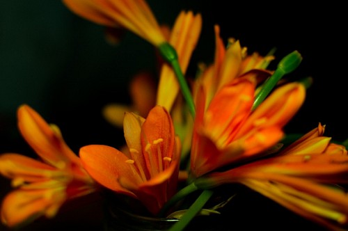 grado de color Flores artificiales sobre fondo negro