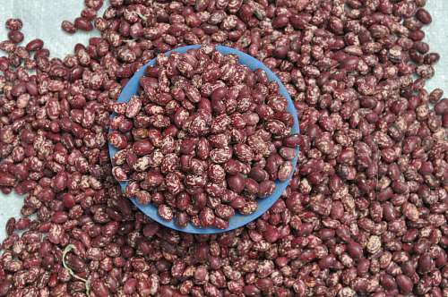 Frijoles