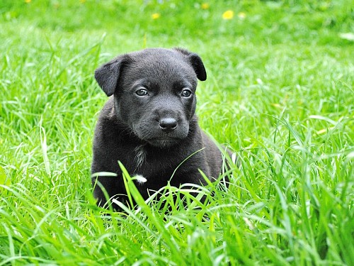 recortable Pequeño cachorro de labrador negro en el césped 