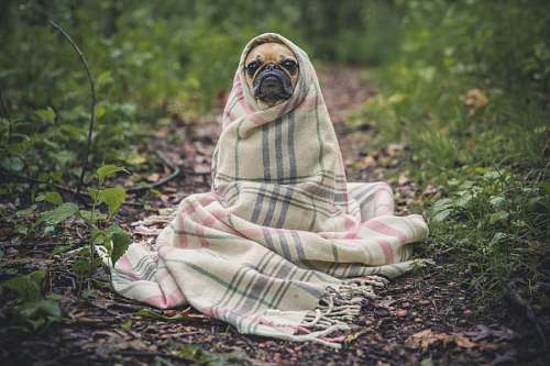 simpatico Pug Carlino