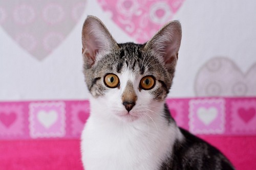 encantador Linda gatita con fondo de corazones