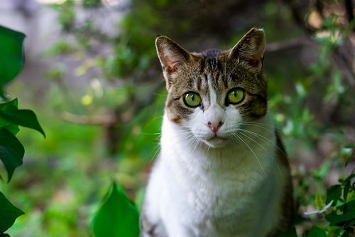 fondos de pantalla 4k Pequeño cazador gatuno en primer plano