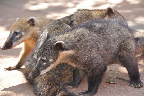 iguazu Coati