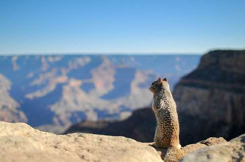 distancia ardilla