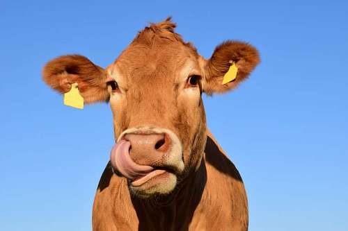 primer plano de una vaca marrón con un cielo azul de fondo