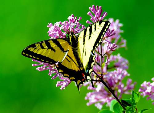 fondos de pantalla 4k Mariposa