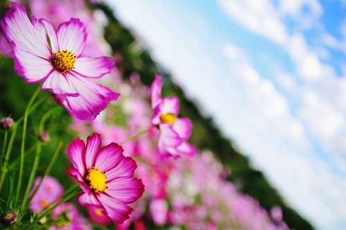 campo, flor, flores, naturaleza, primavera, fondo,