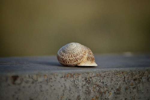 shell caracol                      