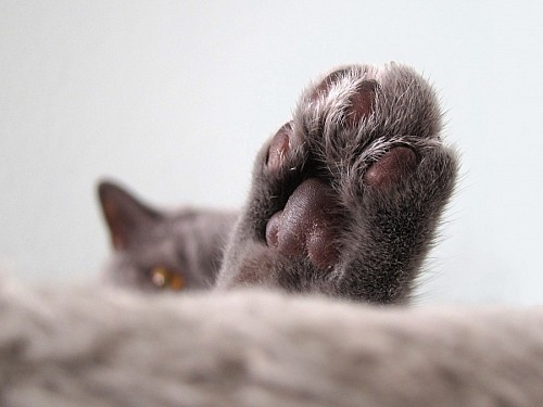 Primer plano de patita de gato