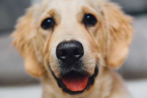 simpatico  Golden retriever