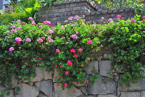 enredadera Flores