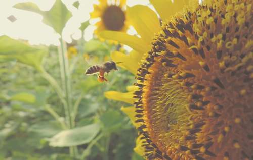 abejas Girasol