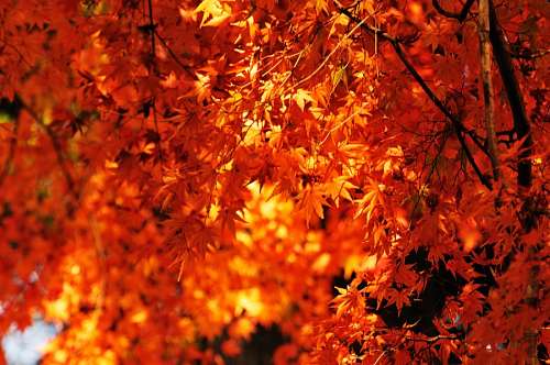 rojizo atardecer, fondo, background, otoño, hoja, hojas, 