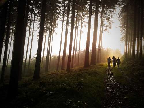 trekking Bosque 