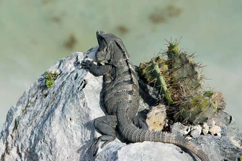 mexico Iguana tomando sol en una roca