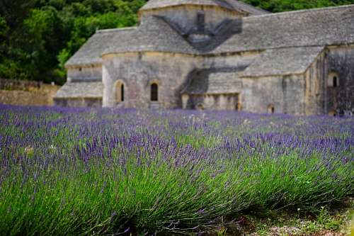 lavanda Flores de lavanda