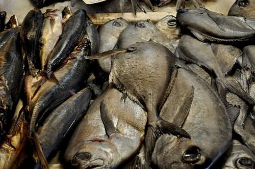 central Peces