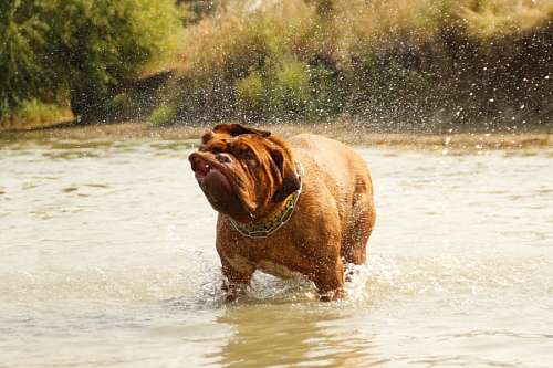 fangoso Dogo de burdeos