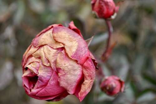marcha rosa