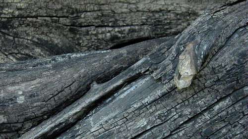trono Textura Tronco Arbol  