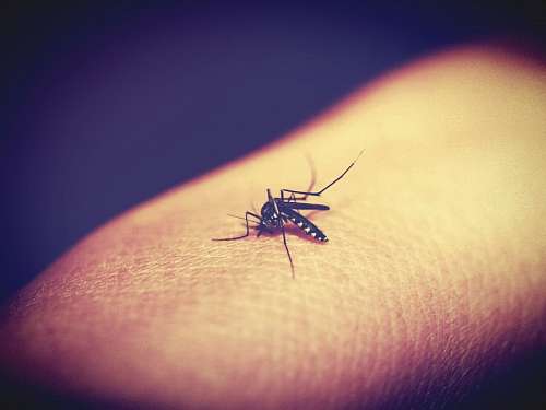 bit mosquito