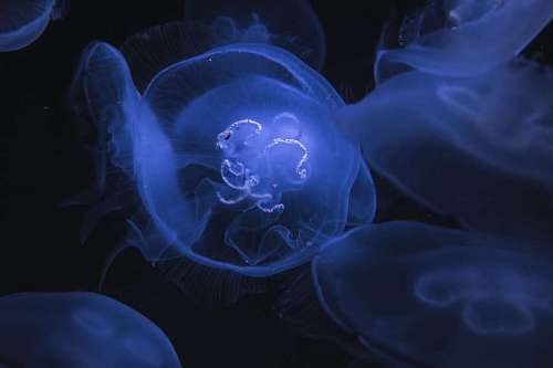 fondos de pantalla 4k Medusa fondo de pantalla hd 