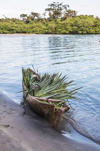 palmera Panama