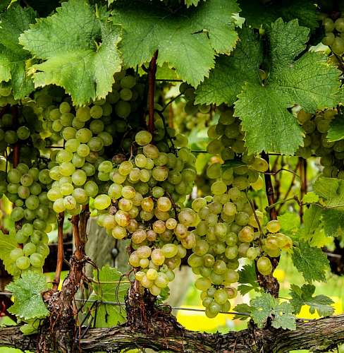 racimo Uvas blancas