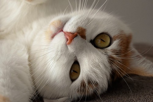 parte del cuerpo Mirada tierna de gatito