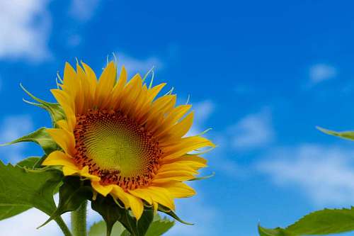 Primer plano de una flor de girasol bajo el cielo azul