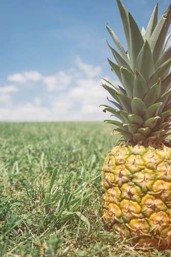 frutas tropicales Piña