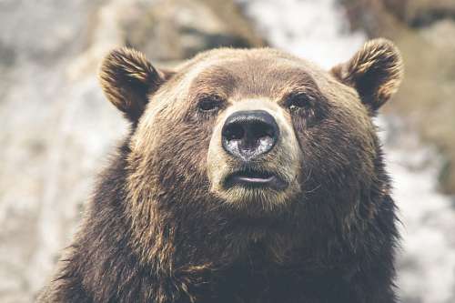 oso Oso