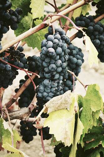 racimo uvas
