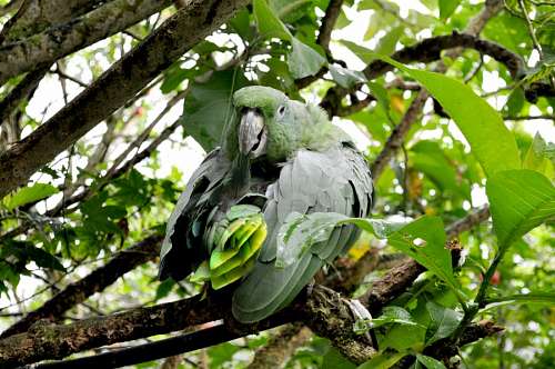 selva Loro