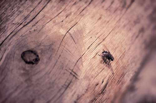 tronco de arbol Mosca en Tronco de Arbol