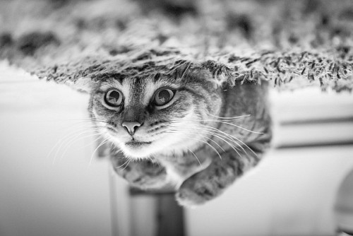 parte del cuerpo Gatito divertido patas para arriba en blanco y negro