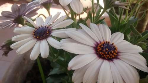 gerber gerberas blancas