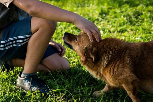 carino Acariciando un perro