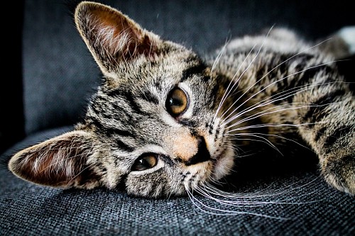 parte del cuerpo Dulce gatito atigrado tomando un descanso en el sofá