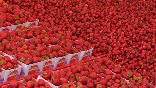 estocolmo Frutillas y Cerezas