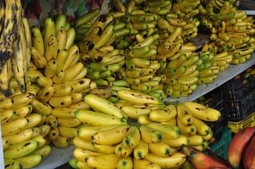platano Bananas