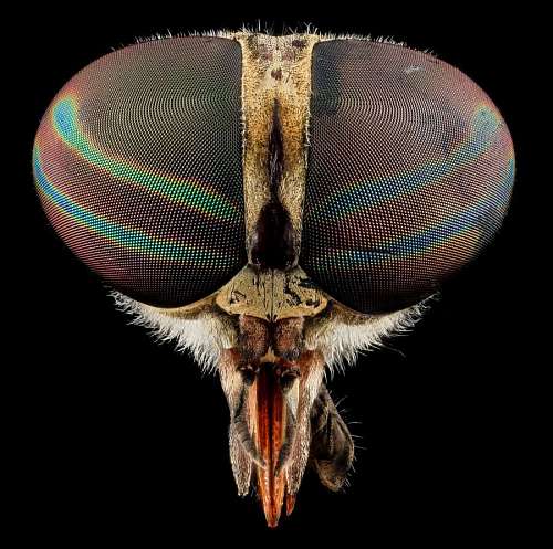 recortable primer plano macro de la cabeza de una mosca sobre un fondo negro