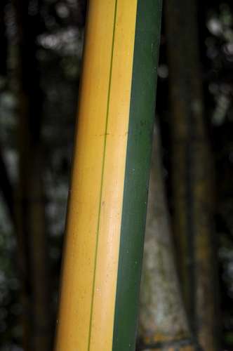 selva Bambu