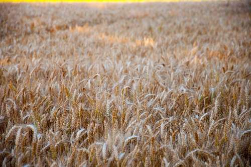 plantacion Trigo