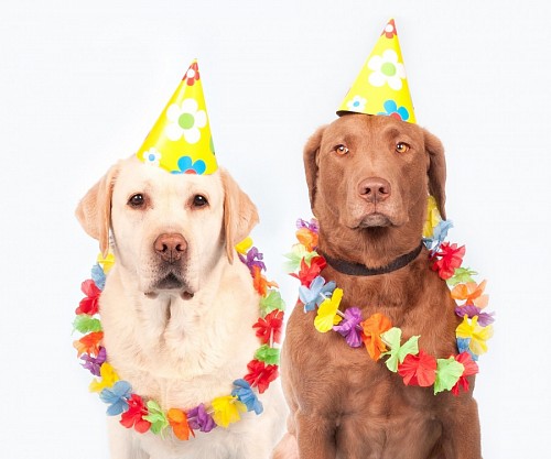 recortable Divertidas mascotas preparadas para el festejo