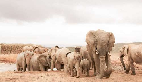 parque nacional Grupo de elefantes saliendo de un estanque en Africa