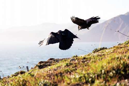 aves Pajaros Negros
