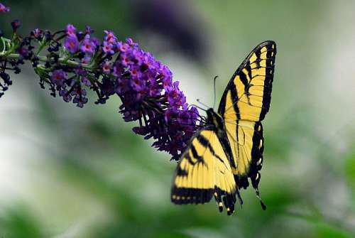mariposa,Natural,naturaleza,insecto,amarillo,color