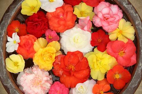 Fondo de Flores