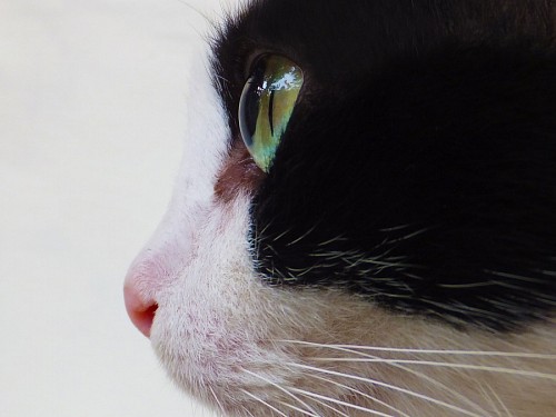 intenso Perfil de gato negro y blanco con ojos verdes intensos